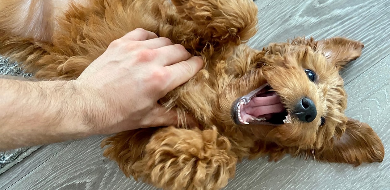 Puppy Basics: Tips for Your Teething Puppy