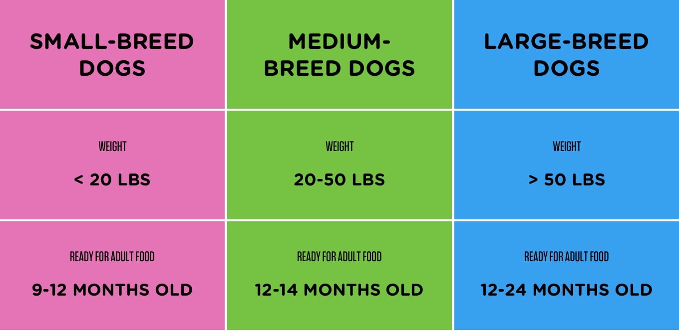 tableau de transition de la nourriture pour chiots à la nourriture pour chiens adultes IAMS