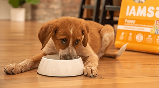 healthy medium breed puppy sitting on wood floor eating IAMS puppy dry dog food from dog food bowl