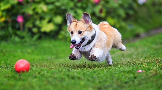 healthy small breed puppy running on grass outside chasing a red ball