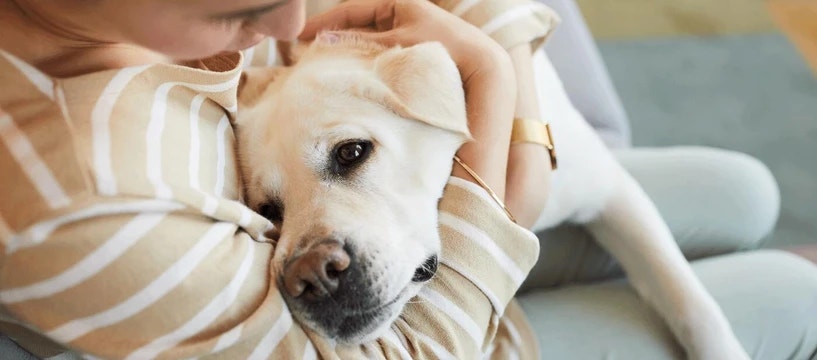 What To Expect at Your Veterinarian Visit for Your Dog’s Vomiting