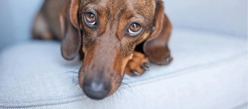 Constipation in Dogs: What You Need to Know