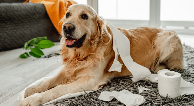 Understanding Gastrointestinal Issues in Dogs