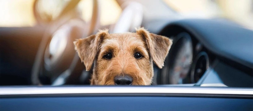 Voyager en voiture avec votre chien