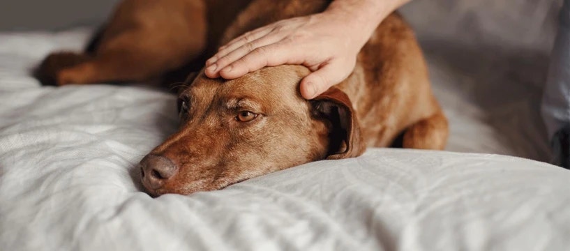 Iams NA 2025 DigestionHub ArticleHeader Vomiting in Dogs Desktop