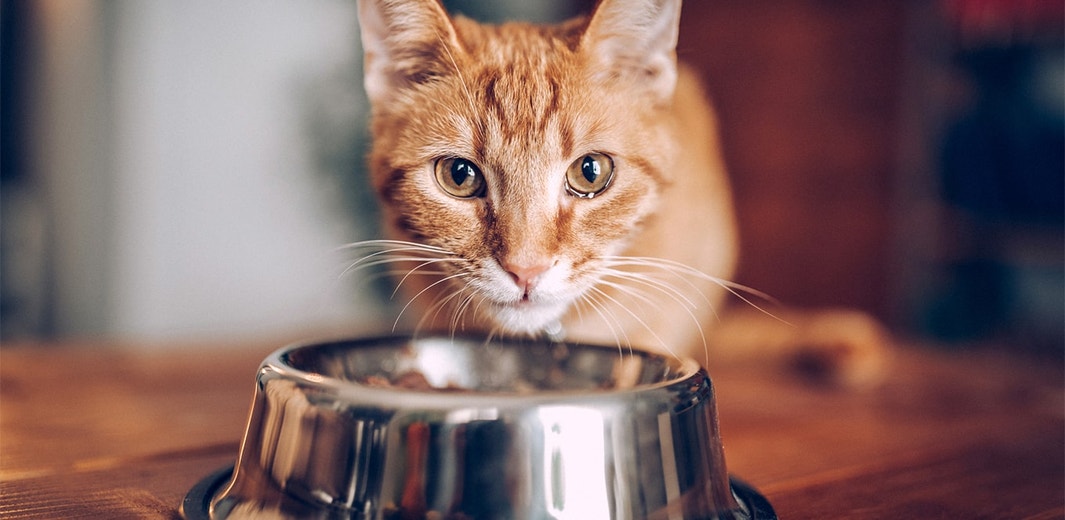/sites/g/files/fnmzdf4376/files/2023-02/Ginger-cat-eating-1360.jpg