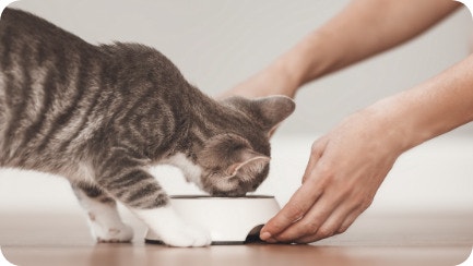 /sites/g/files/fnmzdf4376/files/2023-12/Kitten-Basics-4-Kitten-feeding-Tips.jpg