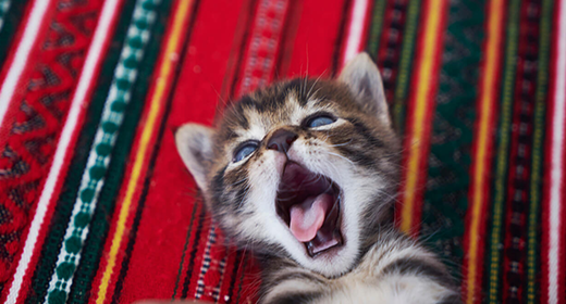 Kitten-Basics--Taking-Care-of-Your-Kitten%E2%80%99s-Oral-Health-mob_0.png