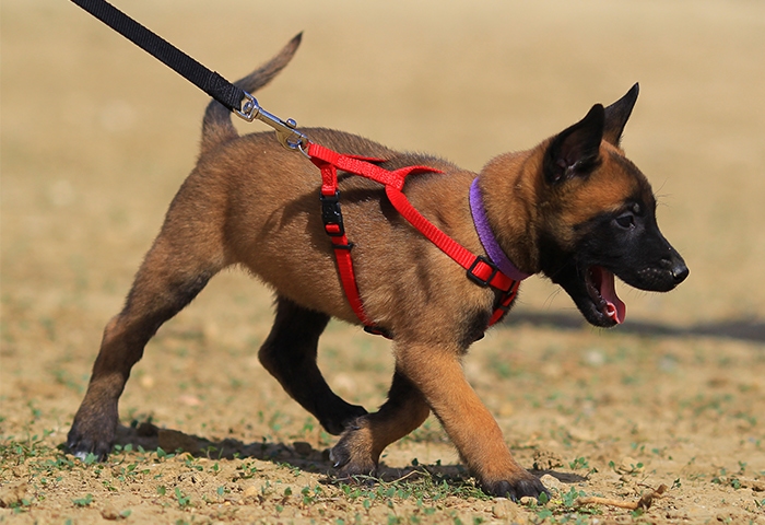 puppy in harness on leash