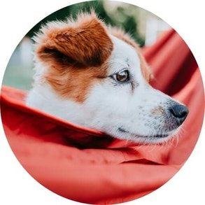 dog in red hammock
