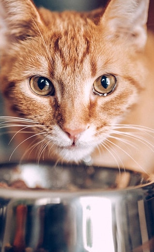 /sites/g/files/fnmzdf4376/files/2023-02/Ginger-cat-eating-1360.jpg