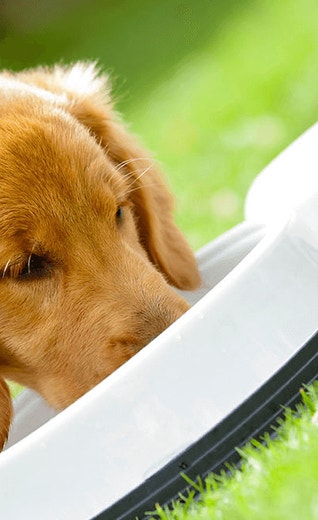 /sites/g/files/fnmzdf4376/files/2024-12/common-questions-about-feeding-your-dog-new-mob_0.png