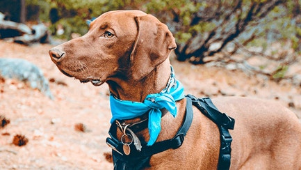 Dog-Food_Flexible-Framer-Dog-Resources-