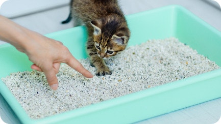 IAMs KittenHub Article5