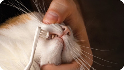 IAMs KittenHub Article6