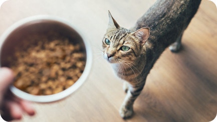 IAMs KittenHub Article 9