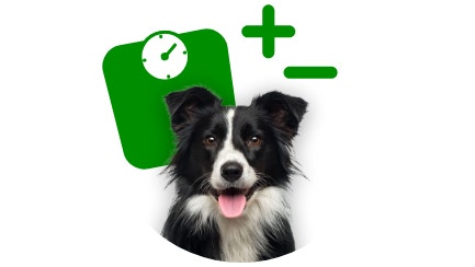 Healthy Weight Hub Factors