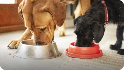 Turn Fat Into Energy