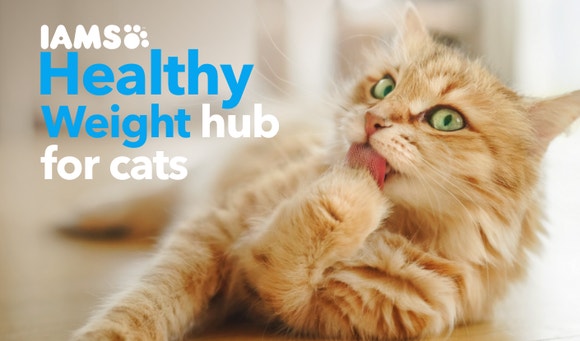 Healthy Cat Weight Hub EN