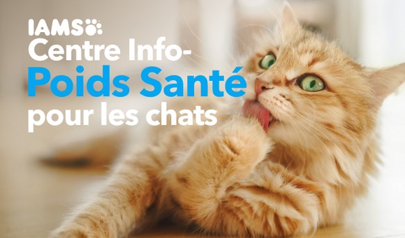 Healthy Weight Cat Hub FR