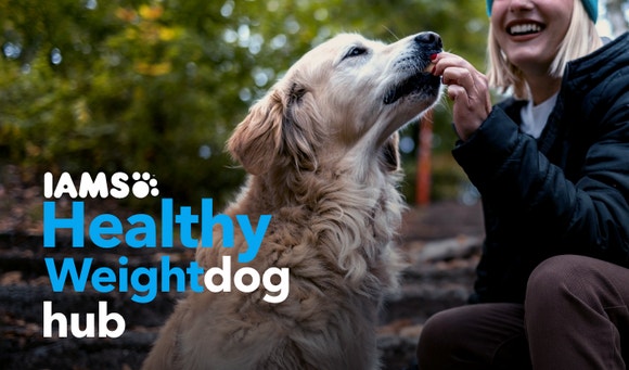 Healthy Dog Weight Hub EN