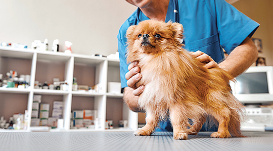 small breed puppy dog walking on vet table while vet holds puppy dog to do check up